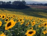 Sunflowers, Tuscany