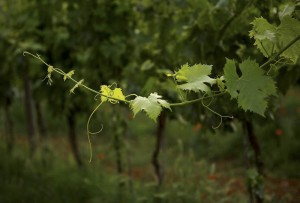 Spring Grapevine, Tuscany