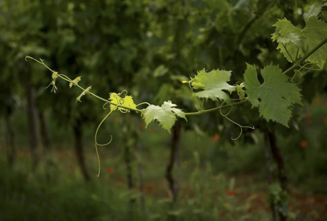 Spring Grapevine, Tuscany - Photograph by Jeff Curto