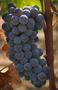 Grapes in Chianti