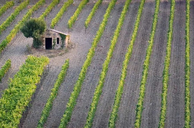 Vineyard, Montalcino, Tuscany