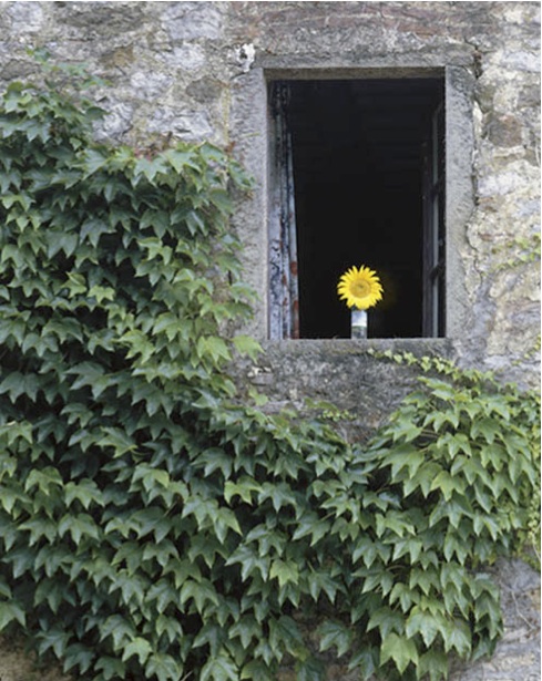 A Tuscan Sunflower