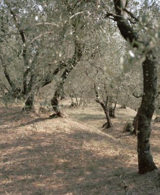Olive Trees in Umbria