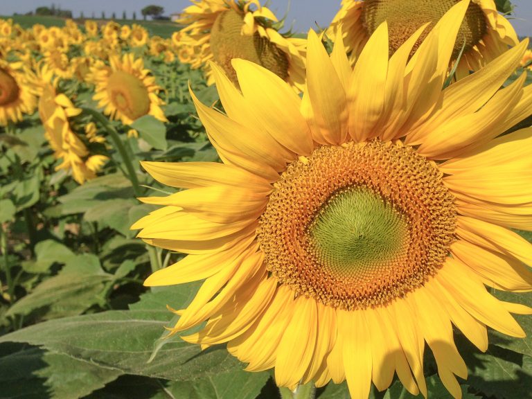 What’s Your Photographic Style?